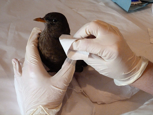 North Herts Museum Update: Feathers and fur